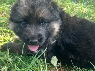 German Shepherd dogs Purple Girl - Ad 1