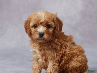 Cavapoo dogs - Ad 38