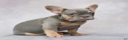 French Bulldog dogs for sale: Belle - Ad 5