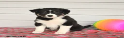 Mixed Breed dogs for sale: Kate - Ad 2
