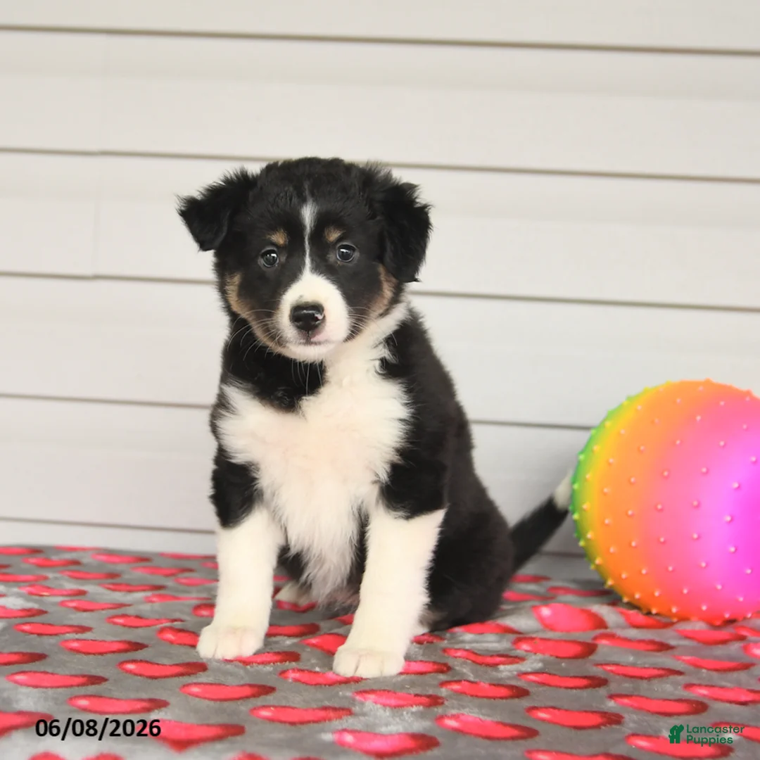 Mixed Breed dogs for sale: Kate - Ad 2