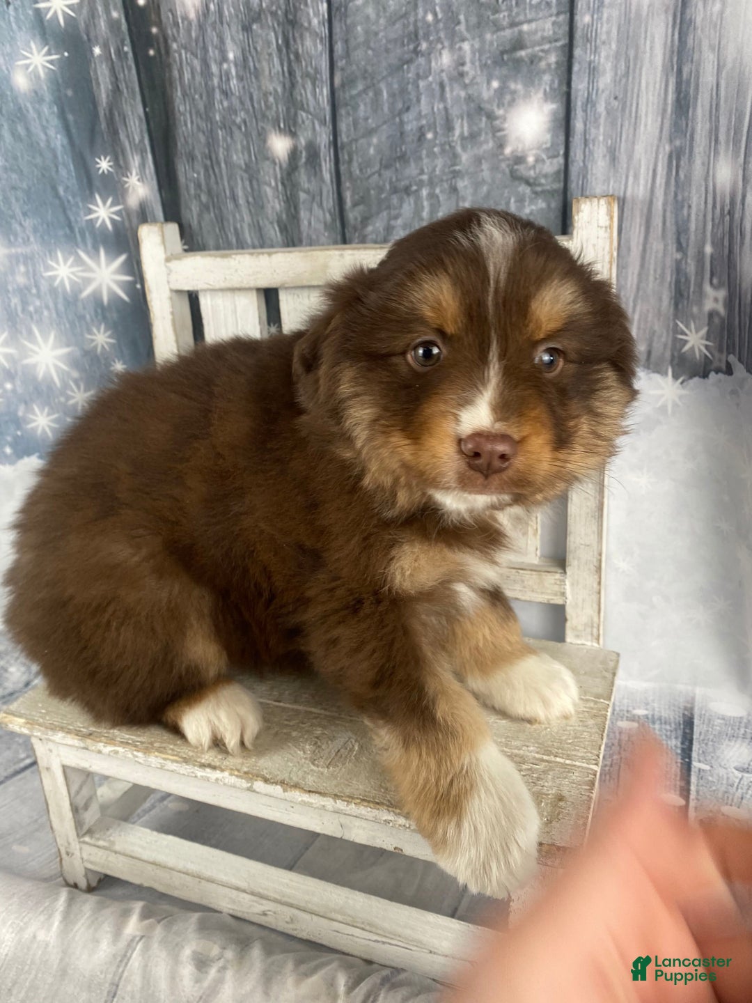 Australian Shepherd dogs for sale: Orion - Ad 1