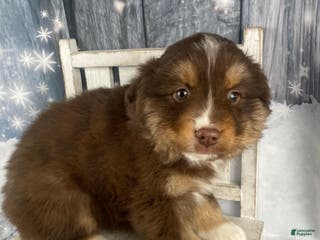 Australian Shepherd dogs Orion - Ad 23