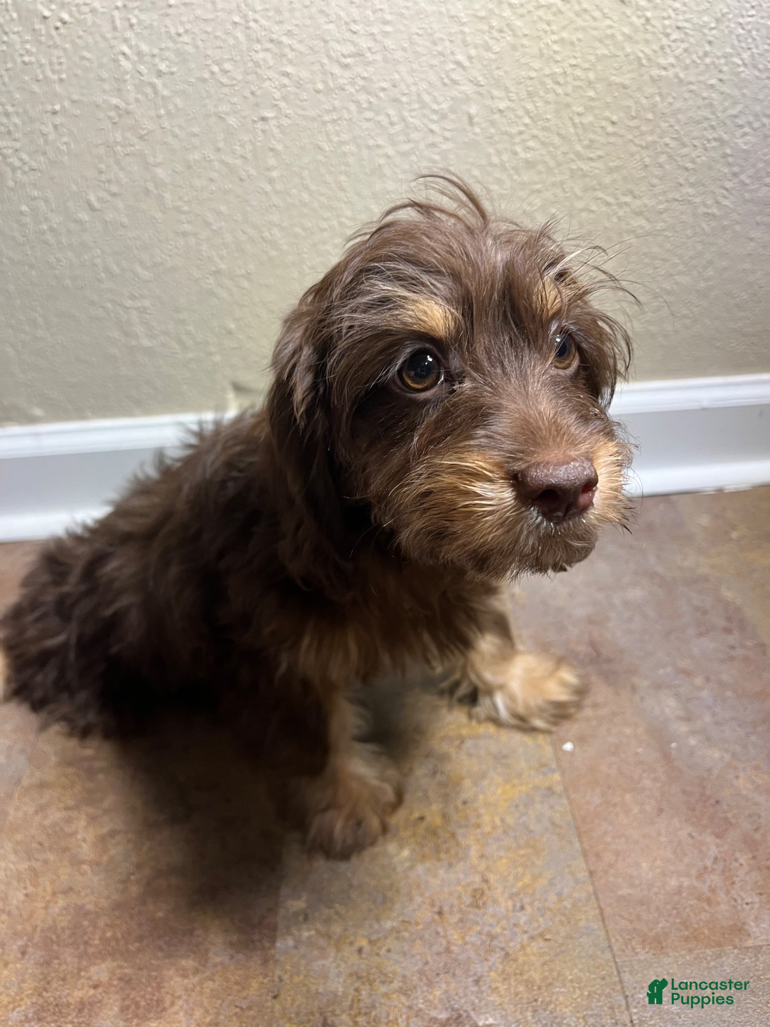 Doxiepoo dogs Marie - Ad 2
