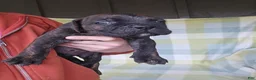 Cane Corso dogs for sale: ICCF Sarge - Ad 4