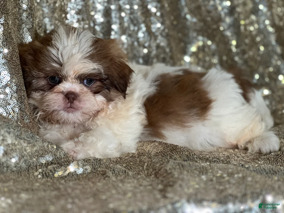 Shih Tzu dogs for sale: Cookie - Ad 2