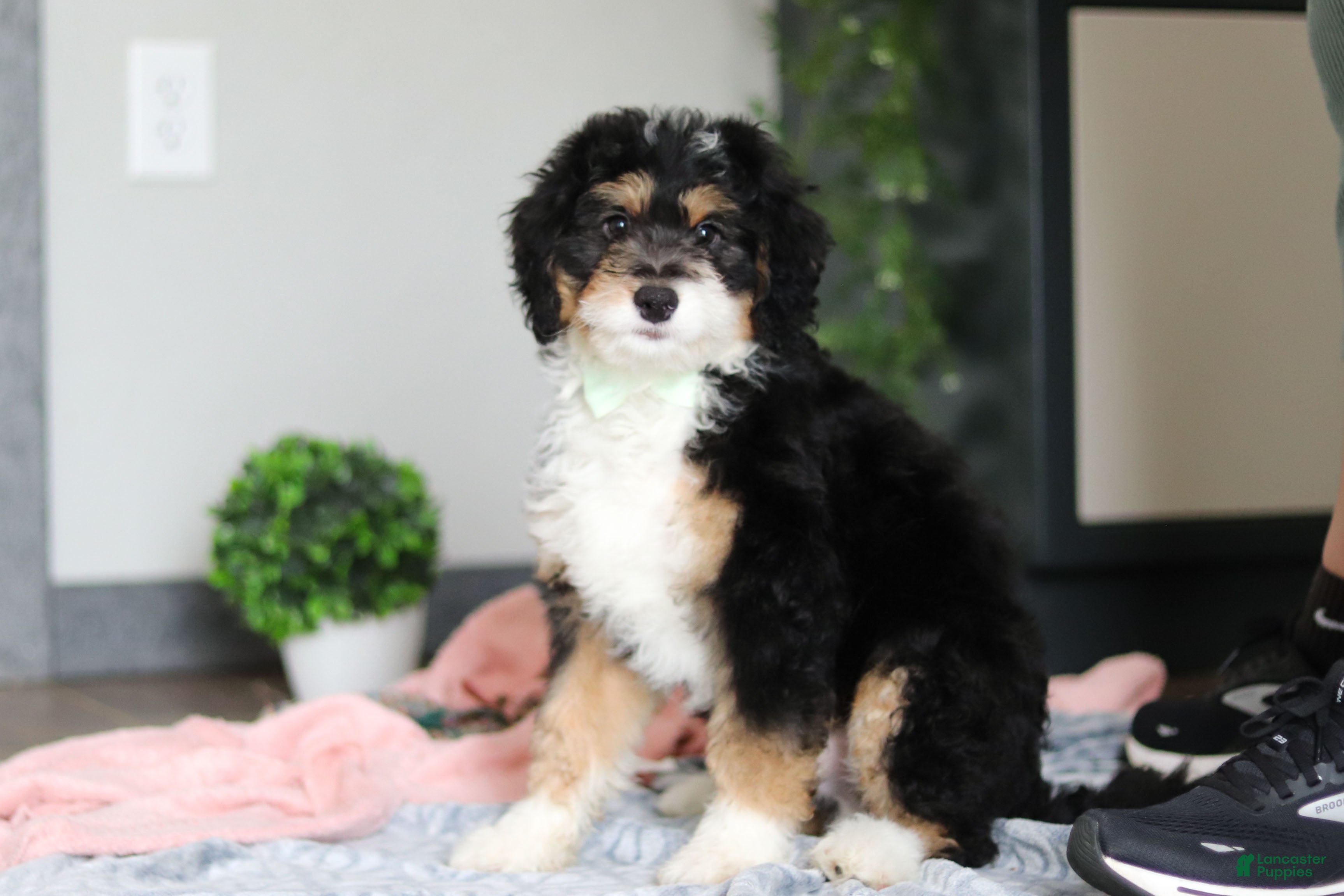 Mini Bernedoodle dogs for sale: Brock - Ad 6