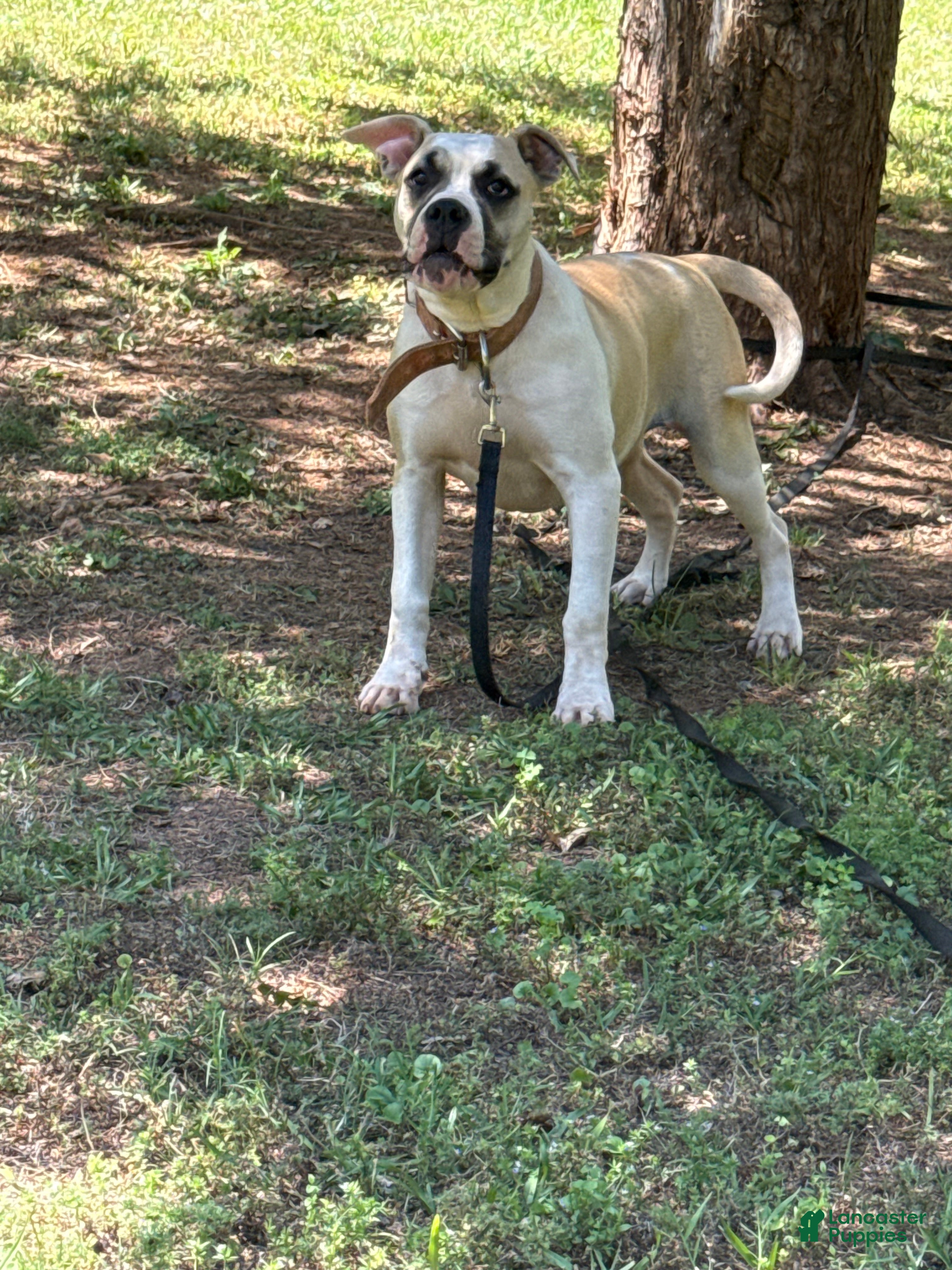 American Bulldog dogs Penny - Ad 2