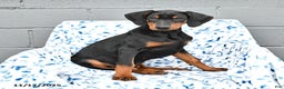 Doberman Pinscher dogs for sale: Flora   - Ad 2
