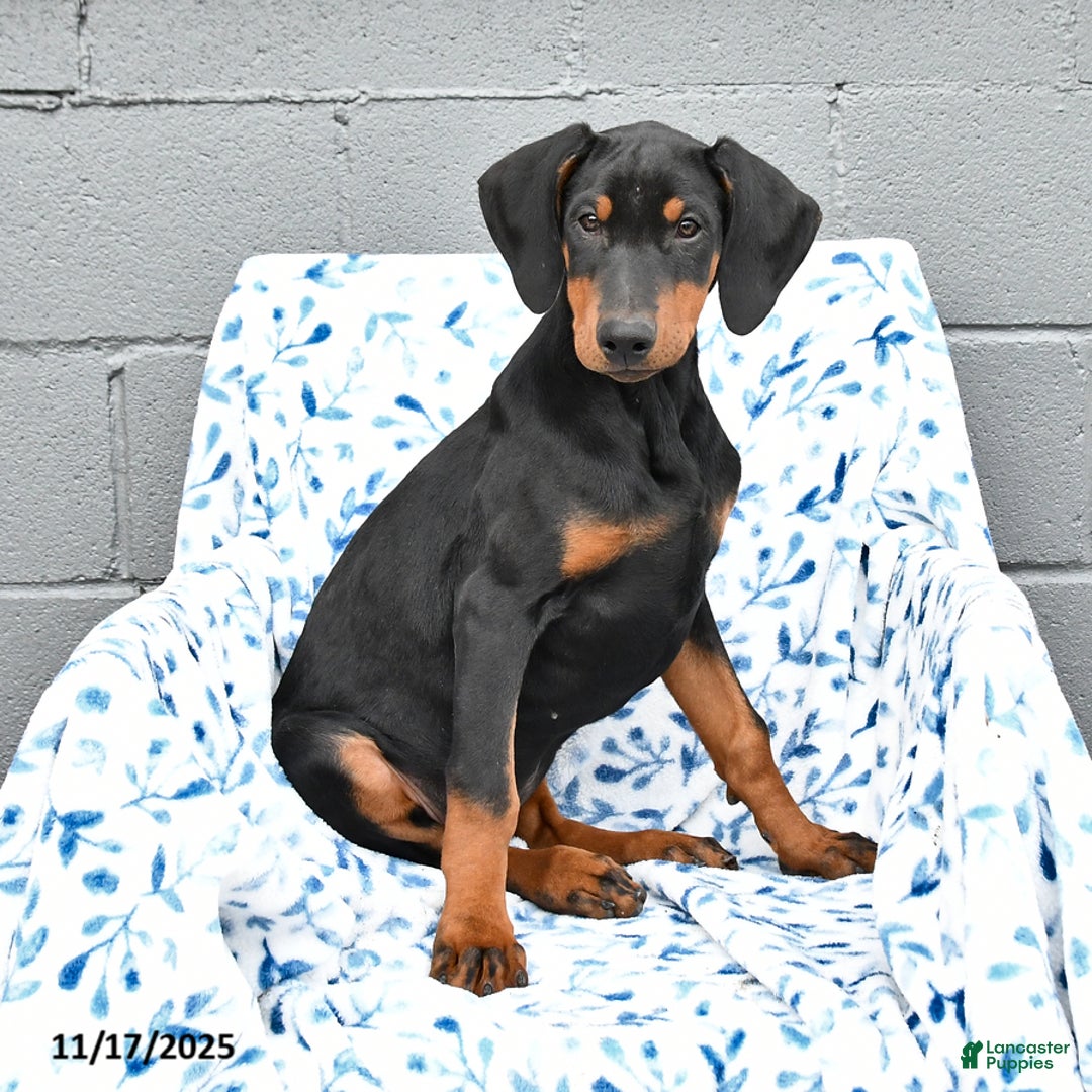 Doberman Pinscher dogs for sale: Flora   - Ad 2