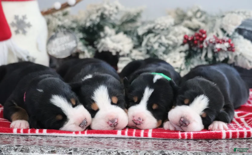 Gallery Image {{count}}