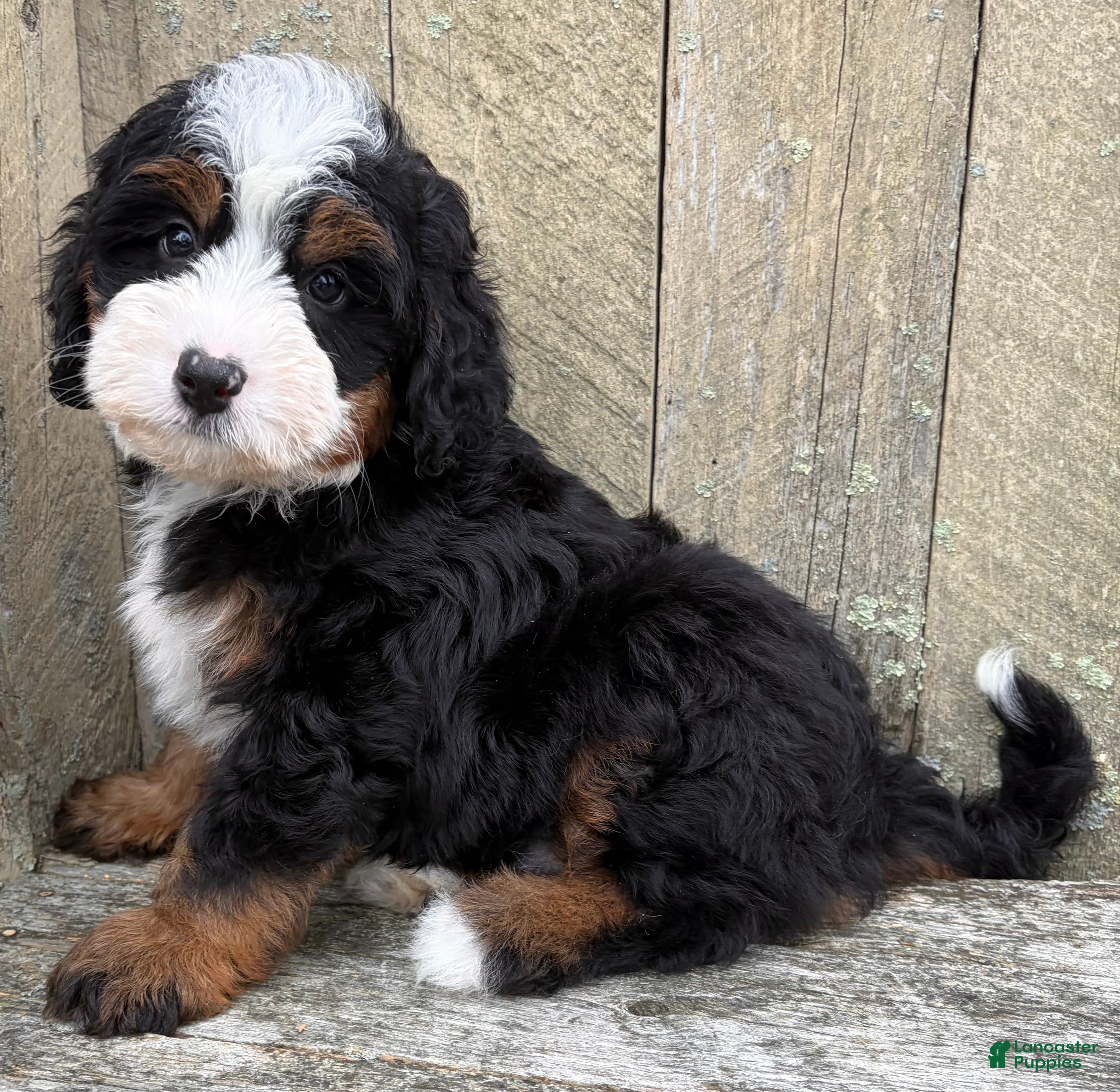 Mini Bernedoodle dogs 💚IN BOSTON MASSACHUSETTS AREA💚TRADITIONAL TRI COLOR💚MINI BERNEDOODLE BOY💚 - Ad 1
