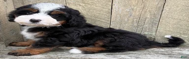 💚IN BOSTON MASSACHUSETTS AREA💚TRADITIONAL TRI COLOR💚MINI BERNEDOODLE BOY💚
