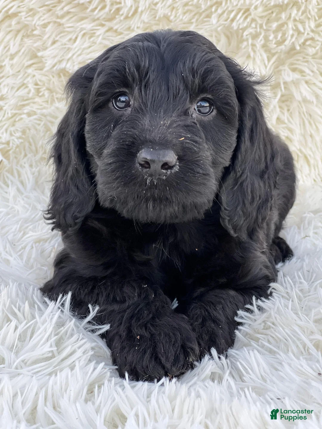 Mixed Breed dogs for sale: Magic - Ad 2
