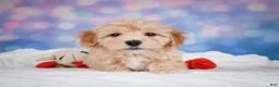 Maltipoo dogs for sale: Ginger - Ad 4