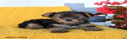 Yorkshire Terrier dogs for sale: Lylah - Ad 2