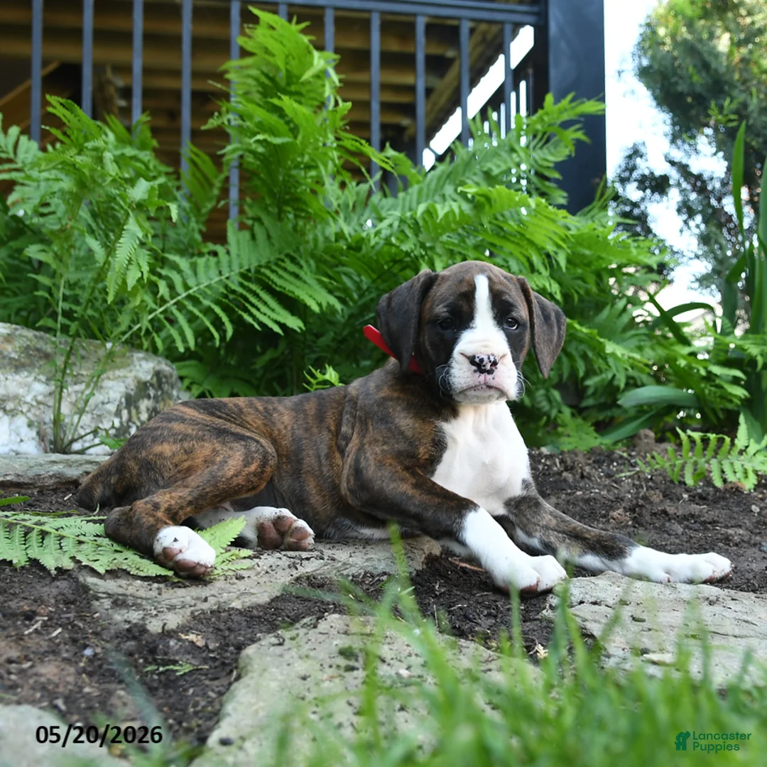 Boxer dogs for sale: Delta - Ad 5