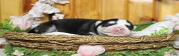 Siberian Husky dogs for sale: Atlas - Ad 4