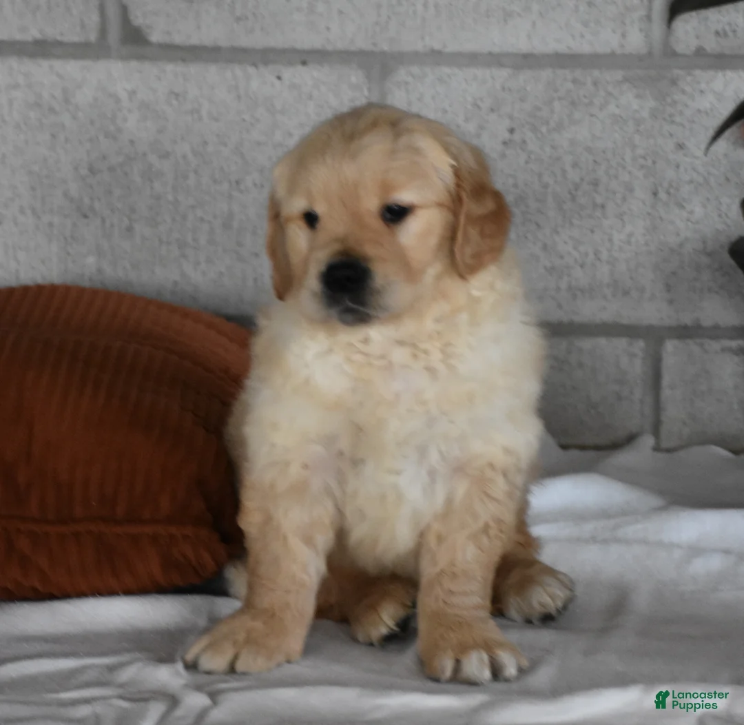 Golden Retriever dogs for sale: Buster  Genteic/OFA - Ad 5