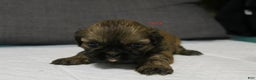 Shih Tzu dogs for sale: Link - Ad 12