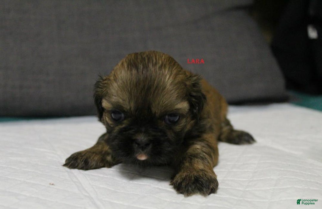 Shih Tzu dogs for sale: Link - Ad 12