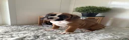 Boxer dogs for sale: Boxer Puppy 1  Lynn - Ad 3