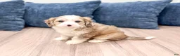 Cavapoo dogs for sale: Wally - Ad 6