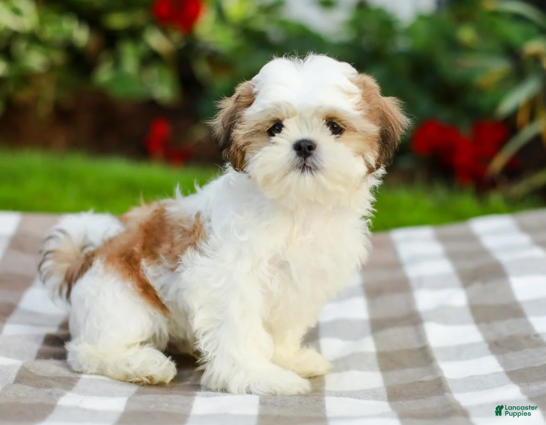 Shih Tzu dogs for sale: Anthony (Puppy Raised in Our Home and Working on Potty Training!) - Ad 2