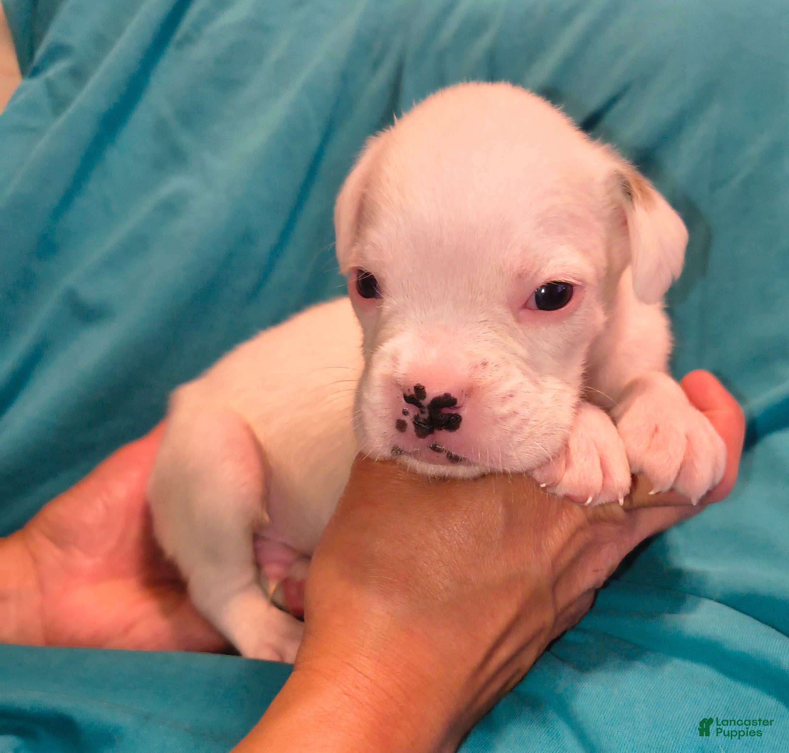 Boxer dogs Chives - Ad 1