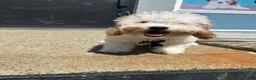 Mixed Breed dogs for sale: Mixed Breed 1 - Ad 3