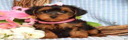Yorkiepoo dogs for sale: Lola - Ad 2