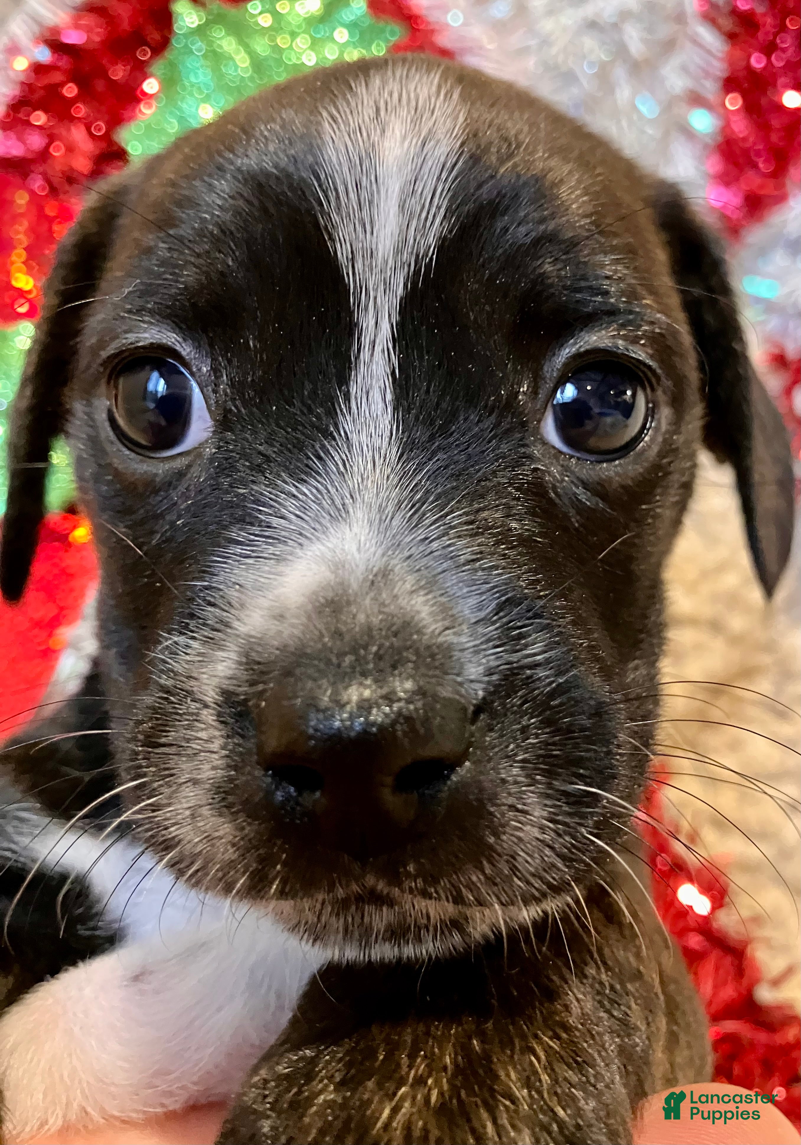 Mixed Breed dogs Racheal of Greenwood - Ad 41