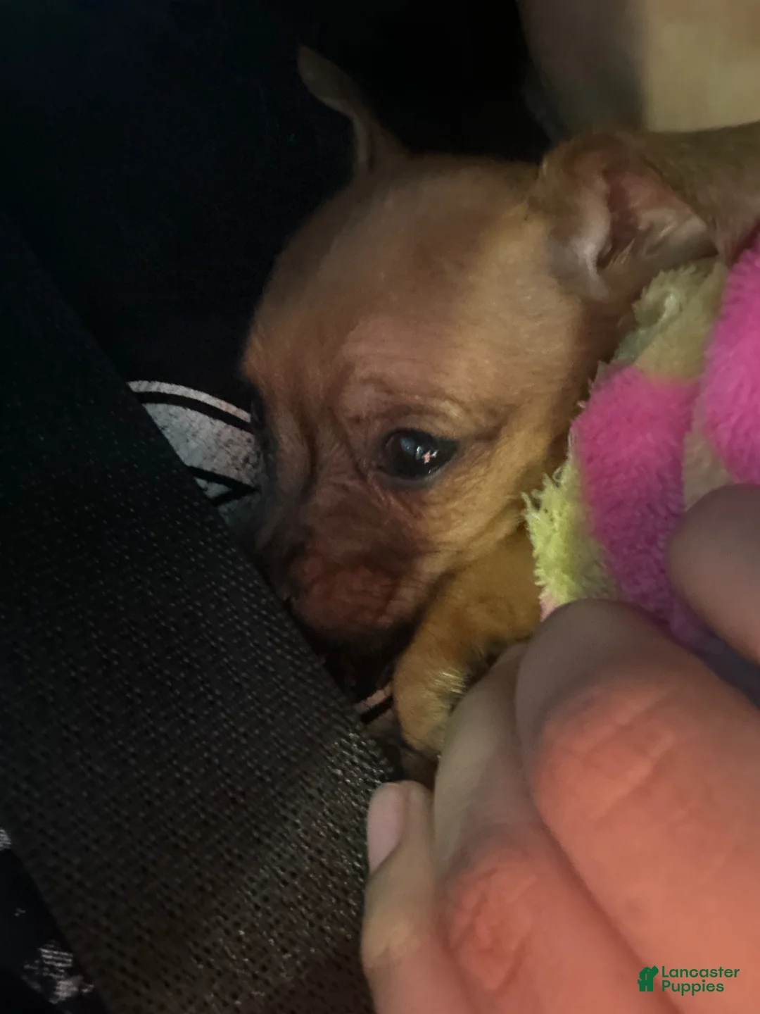 Mixed Breed dogs for sale: Mixed Breed Puppy 1 - Ad 3