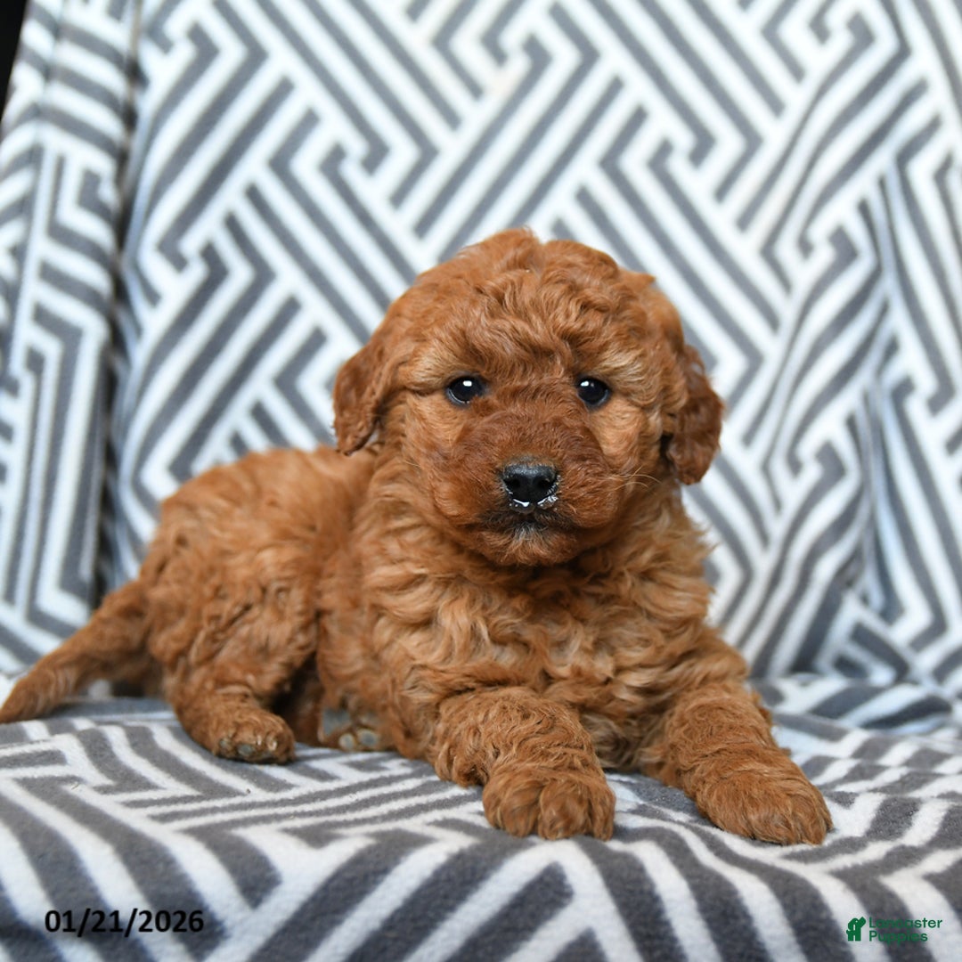 Mini Goldendoodle dogs for sale: Hershey - Ad 3