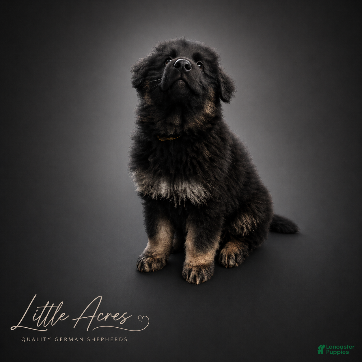 German Shepherd dogs German Shepherd Puppy 8 - Ad 9