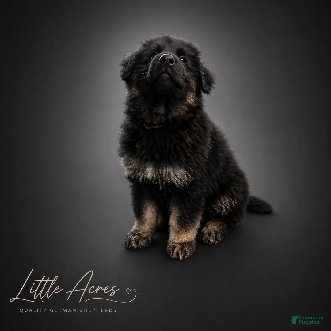 German Shepherd dogs for sale: German Shepherd Puppy 8 - Ad 1