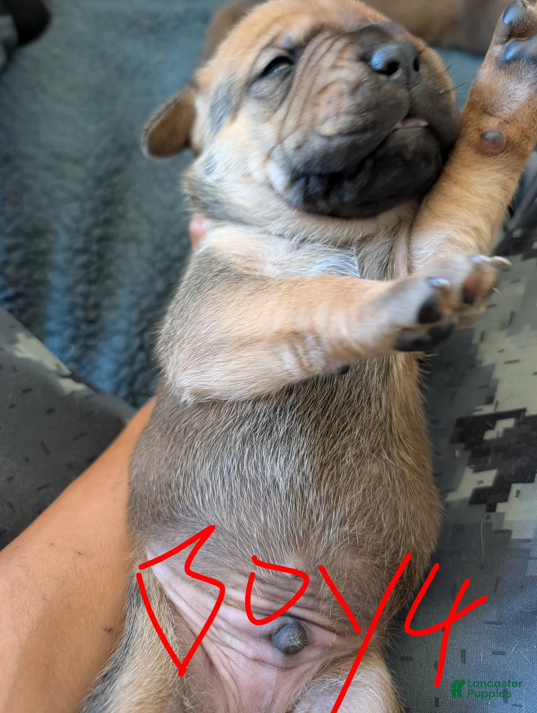 Cane Corso dogs for sale: Cane Corso Puppy 4 - Ad 1