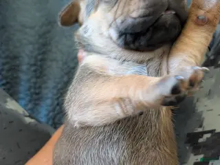 Cane Corso dogs for sale: Cane Corso Puppy 4 - Ad 3