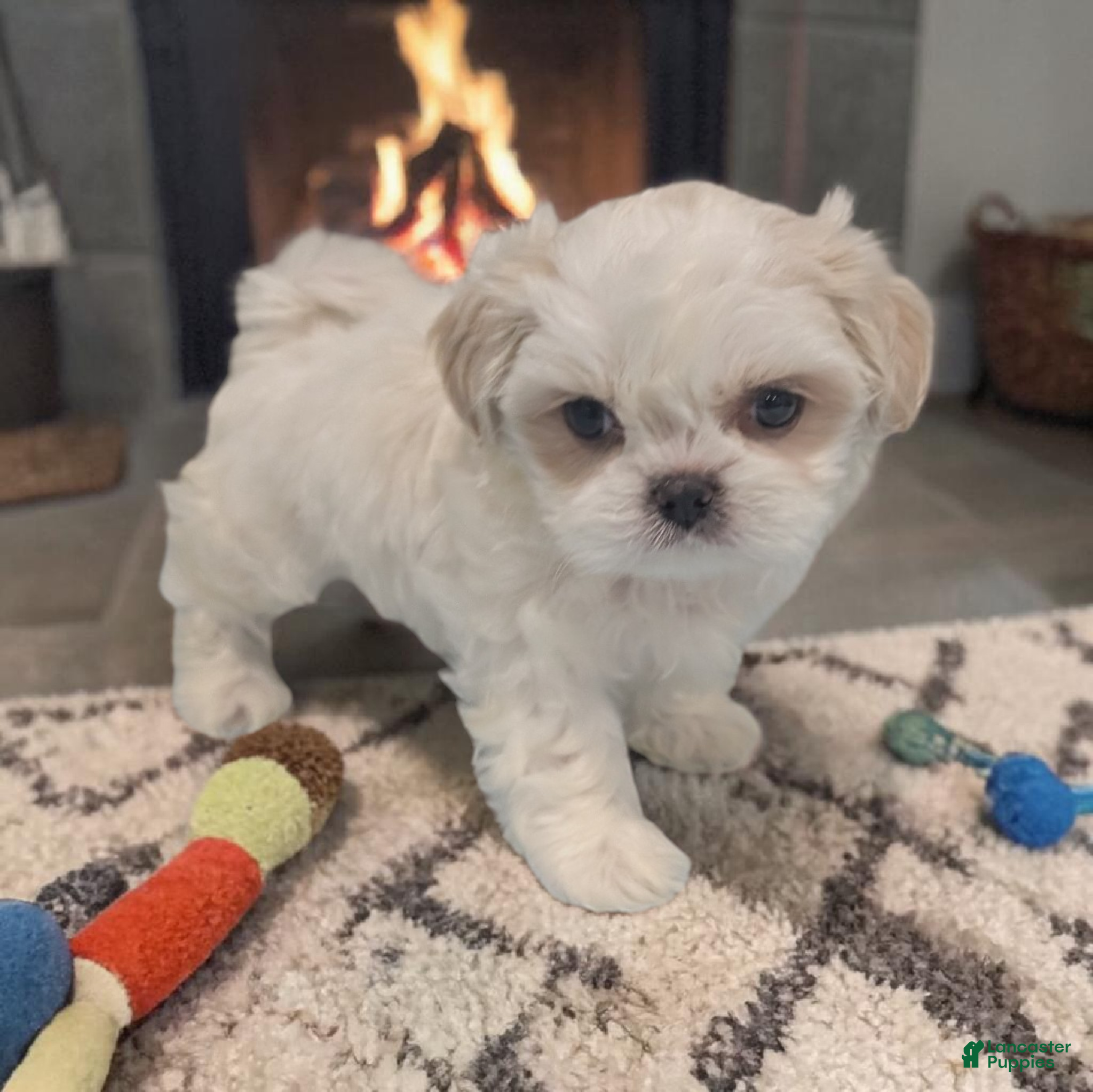Shih Tzu dogs Marshall - Ad 2