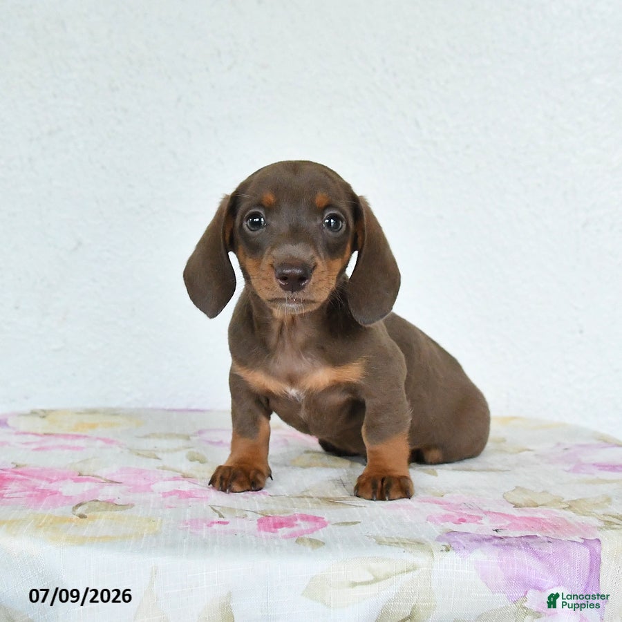 Miniature Dachshund dogs Ruby - Ad 2