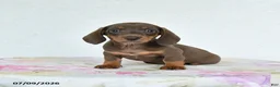 Miniature Dachshund dogs for sale: Ruby - Ad 2