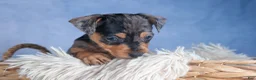 Miniature Pinscher dogs for sale: ABBY - Ad 12