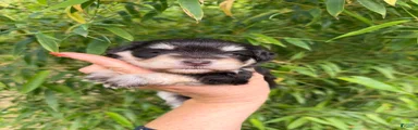 Miniature Schnauzer Puppy 1