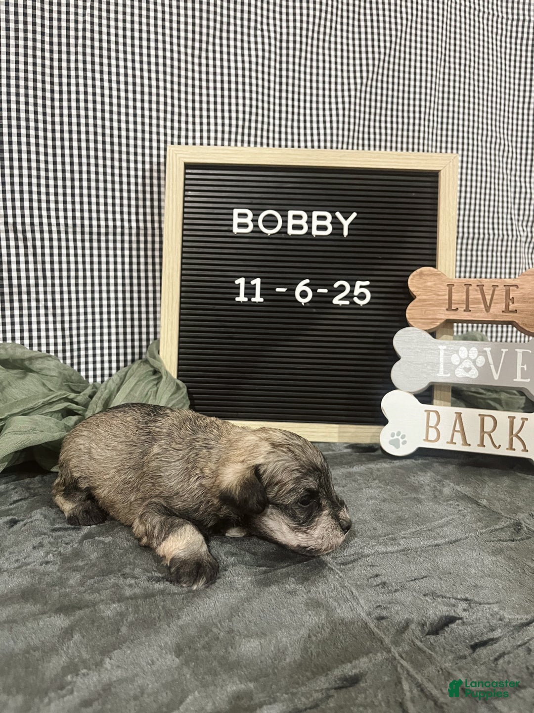 Standard Schnauzer dogs for sale: Bobby - Ad 3