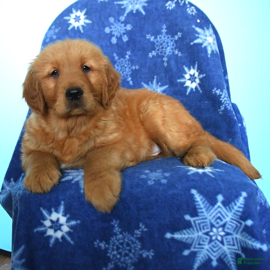 Golden Retriever dogs for sale: Watson - Ad 1