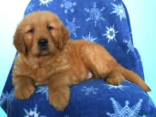 Golden Retriever dogs for sale: Watson - Ad 1