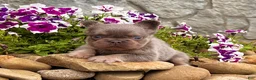 French Bulldog dogs for sale: French Bulldog 1 - Ad 3