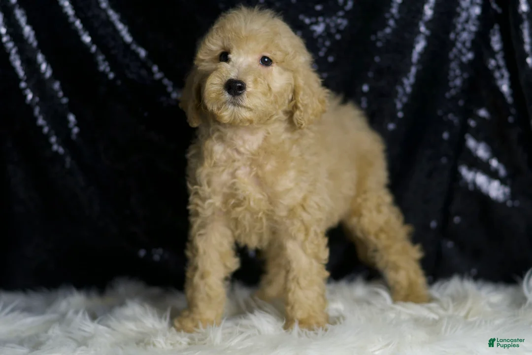 Mini Goldendoodle dogs for sale: Duke - Ad 2
