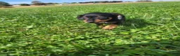 Miniature Pinscher dogs for sale: Male 3 - Ad 4