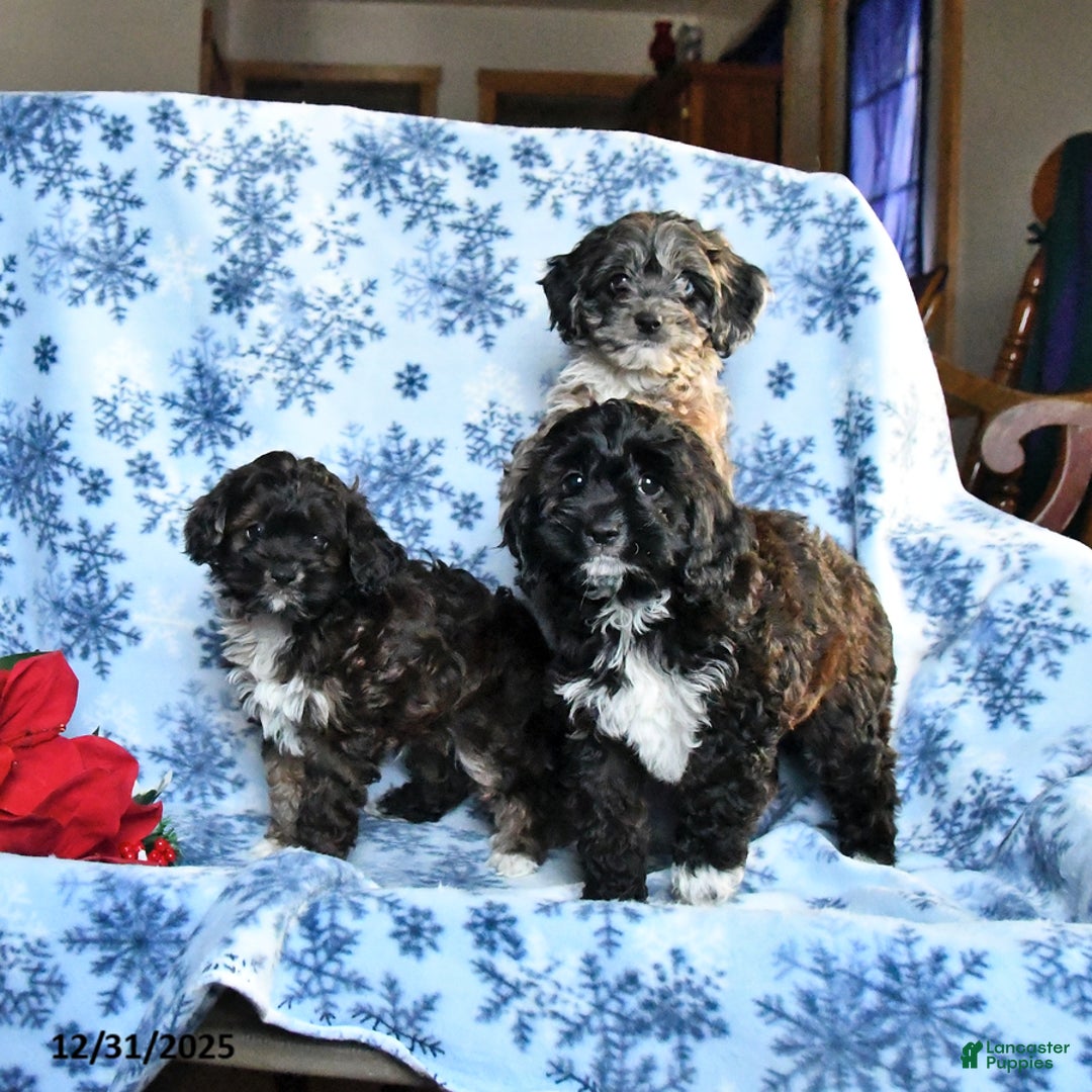 Cockapoo dogs for sale: Bear - Ad 3